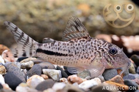 三間鼠混養|給你滿滿的鼠魚【三聯缸特輯】鼠魚混養缸開缸｜Corydoras 